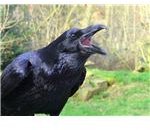 Raven