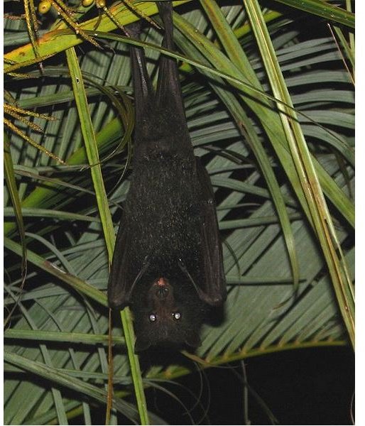 How Do Bats Hear? All About Echolocation