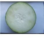 Ash Gourd