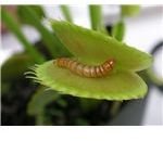 Venus Fly Trap