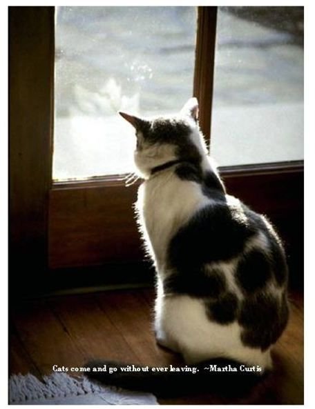 Loss losing Cat cat Sympathy inspirational about quotes a Quotes of