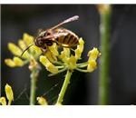 Honeybee