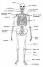 Early Childhood Lesson Plans + Human Body - bones horseracinghistory