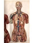 Female Anatomy