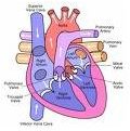 Early Childhood Lesson Plans + Human Body - heart southdartmoor