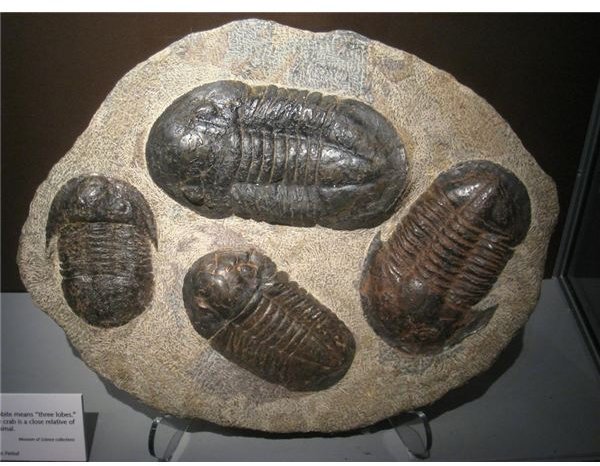An Overview of the Major Groups of Fossils: Microfossils and Invertebrates