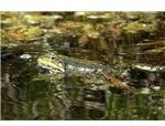 Frog Swimming