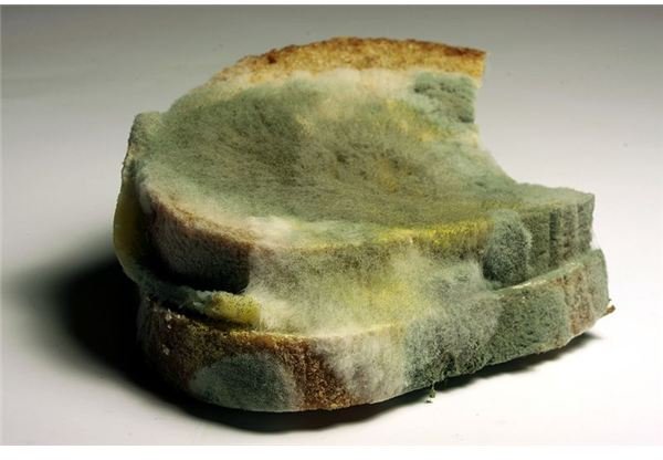 Learn All About Mold with These 3 Bread Mold Science Experiments You