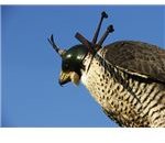 Hooded Falcon