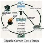 Organic Carbon Cycle Image