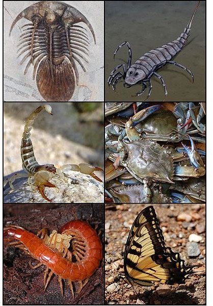 The Ecological Importance of Arthropods - Know the Economic Benefits of Diversity