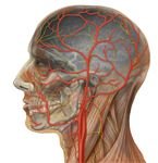 Nervous System