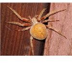 Spider -- Rhys Piece Is
