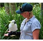 685px-Cacatua galerita -Australia Zoo, Queensland -with zoo keeper-8a