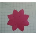 poinsettia