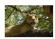 Africa Safari Third Grade lesson Plans