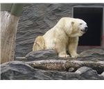 polar bear