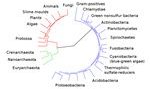 Phylogeny in Evolution