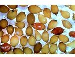 Earthworm Cocoons