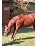 Bow like a horse