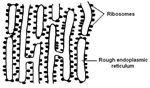 Rough Endoplasmic Reticulum
