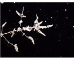 snowy-frozen-branch