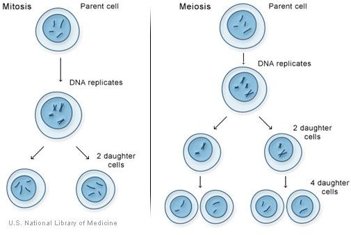 Example Of Mitosis