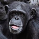 Sticking out your tongue isn't always an insult!