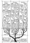 Example of Phylogenetic Tree
