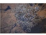 Frog Eggs