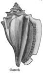 conch