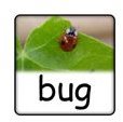 Three Letter Words for Preschool - Letter B