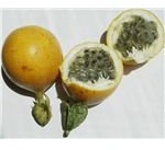 Granadilla