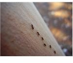 ants