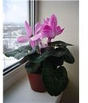450px-Cyclamen house-plant