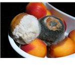 Moldy nectarines
