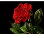 Red Rose (public domain image)