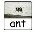 Three Letter Words for Preschool: Letter A