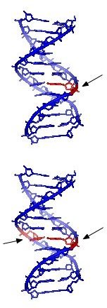 dna stands for biology