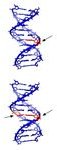 dna stands for dna stands for