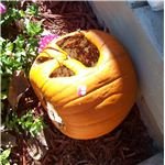 pumpkin