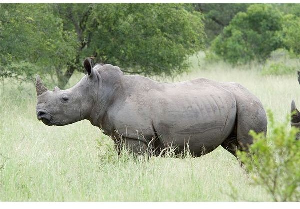 How does the Rhino Survive in its Habitat: Survival Mechanisms