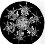 Dendritic Snowflake