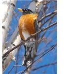 Robin redbreast