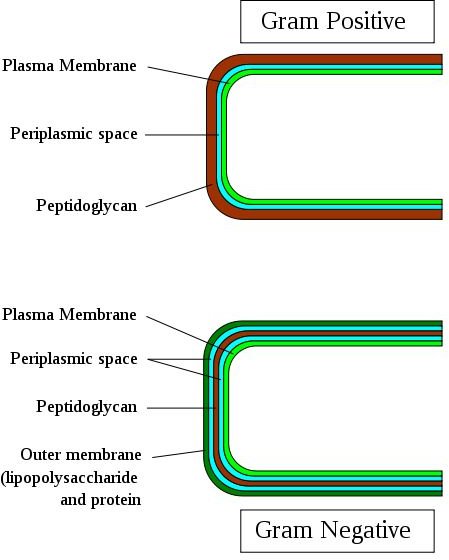 cell wall gram positive vs gram negative