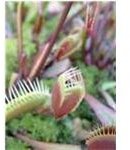 Venus Flytrap