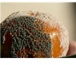 Moldy Mandarin Fruit