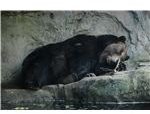 BearDreams