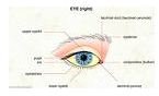 Early Childhood Lesson Plans + Human Body - eye infovisual