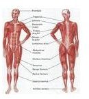 Early Childhood Lesson Plans + Human Body - muscles rogers